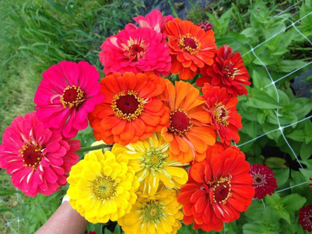 Happy harvest of the new zinnia bed