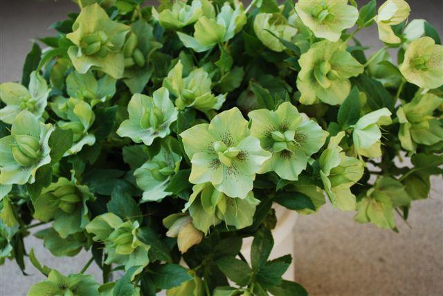 Lenten roses