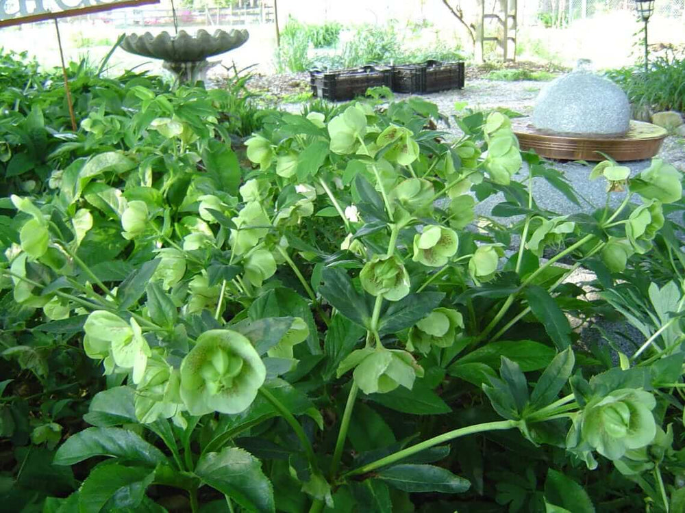 Lenton Rose 2