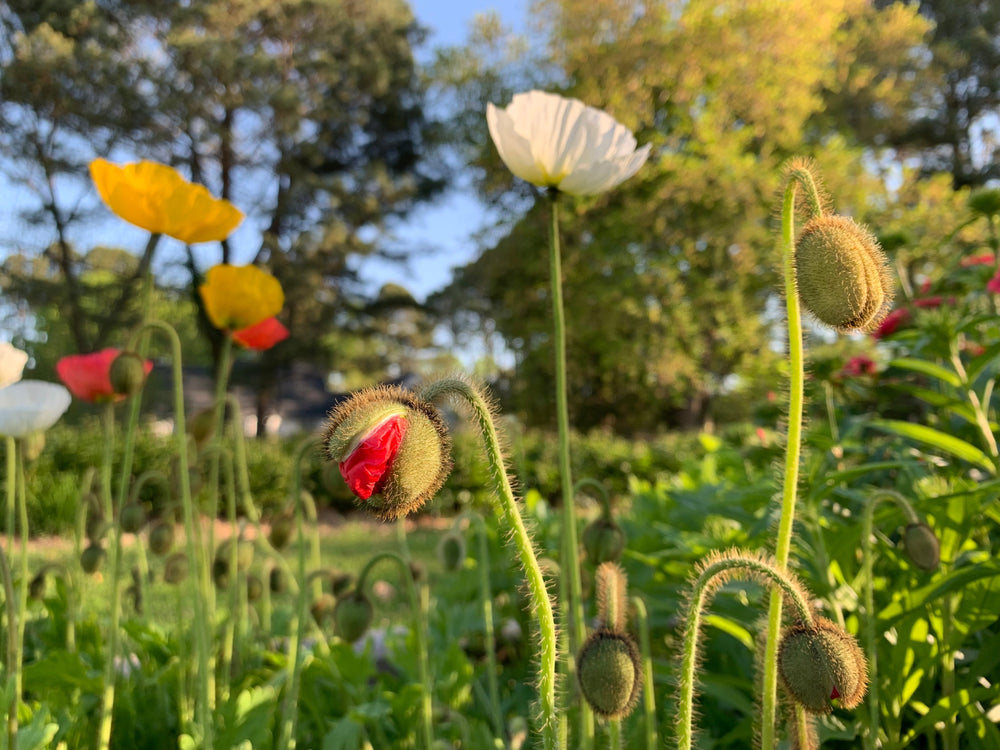 Cool Flowers: Sowing Seeds in the Garden