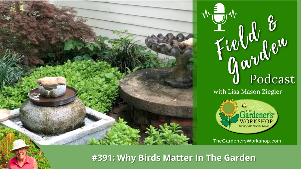 #391: Why Birds Matter In The Garden