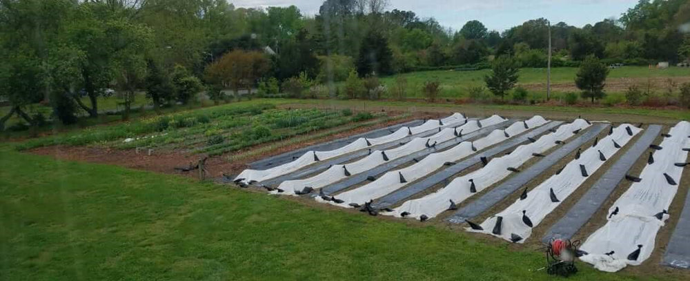 Using Floating Row Covers