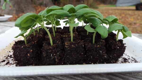 Indoor Flower Seed Starting Easy Guide: Start to Finish in 10 Steps