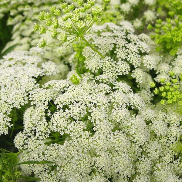Ammi Seeds