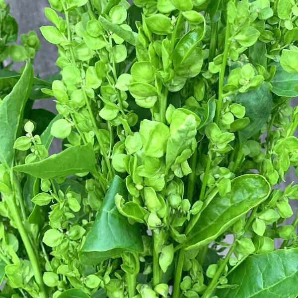 Atriplex – The Gardener's Workshop