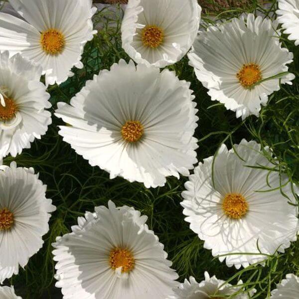 Cosmos-Cupcakes-White-600-72dpi