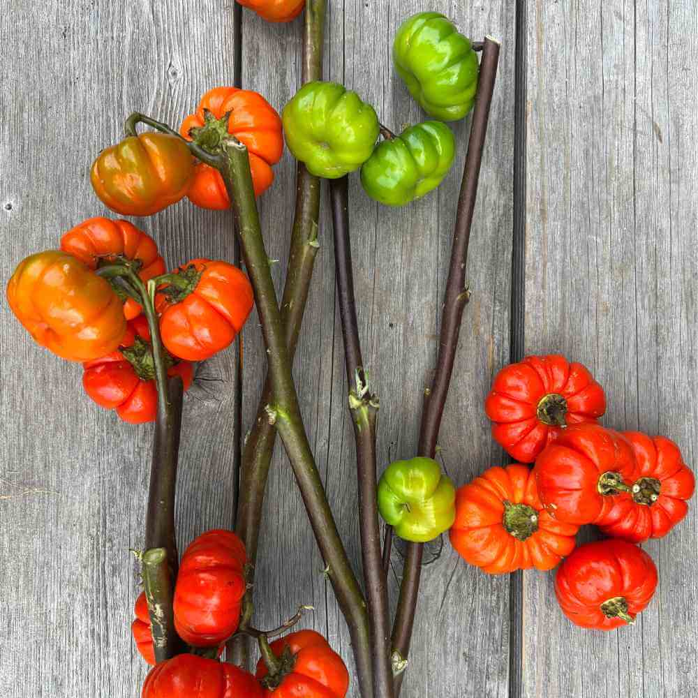 Ornamental Eggplant Seeds
