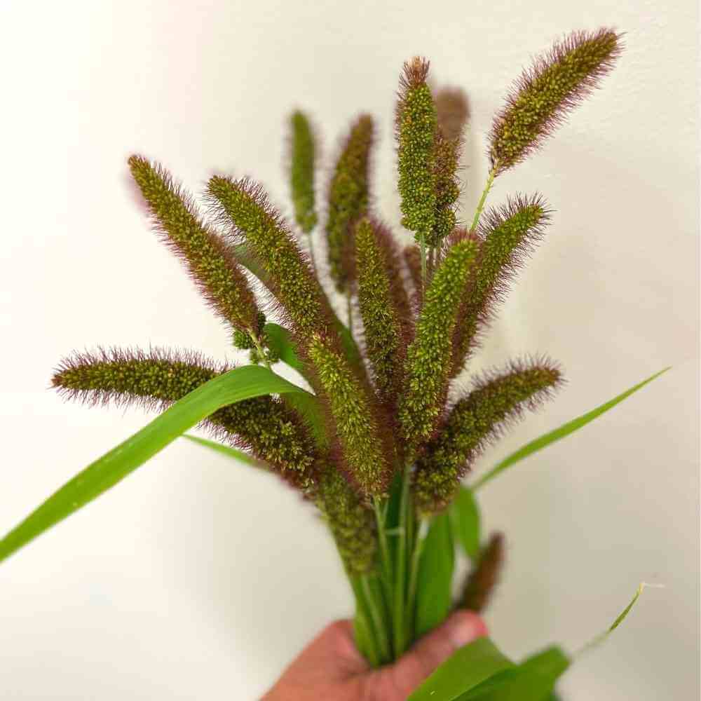 Ornamental Grass Seeds