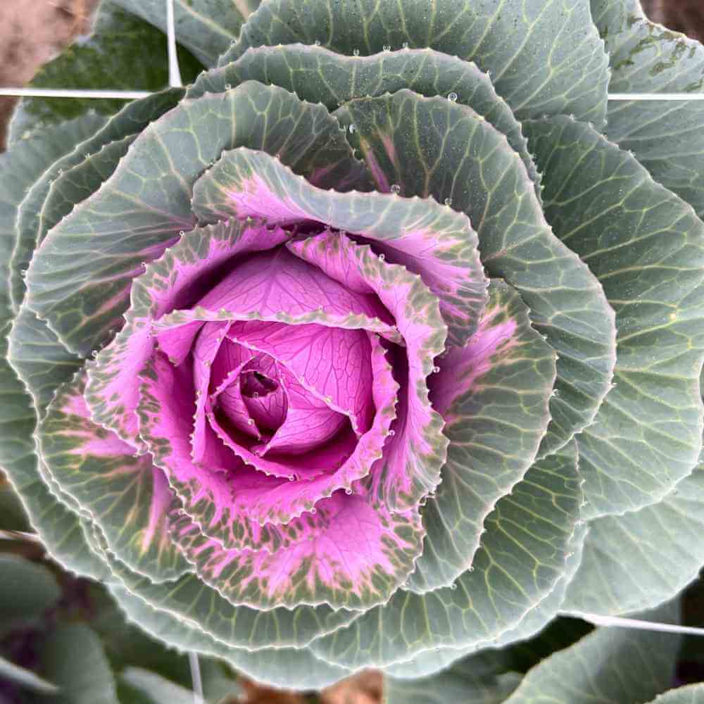 Ornamental Kale Seeds