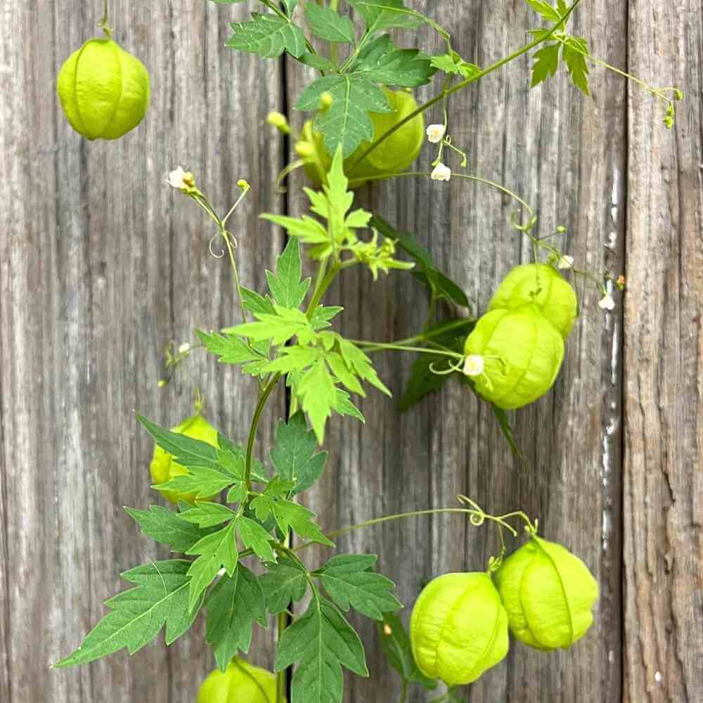 Love-in-a-Puff Seeds