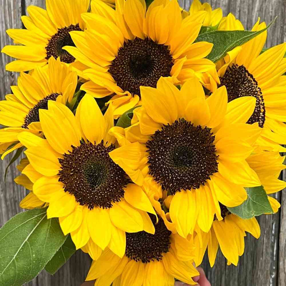🌻 Grow Something Beautiful—Fundraise with Purpose🌻