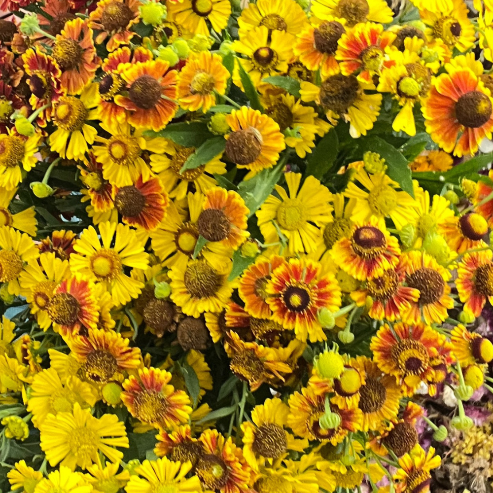 Helenium Seeds