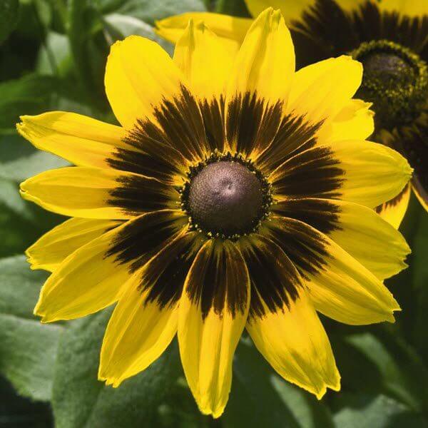 Rudbeckia-Denver-Daisy.jpeg