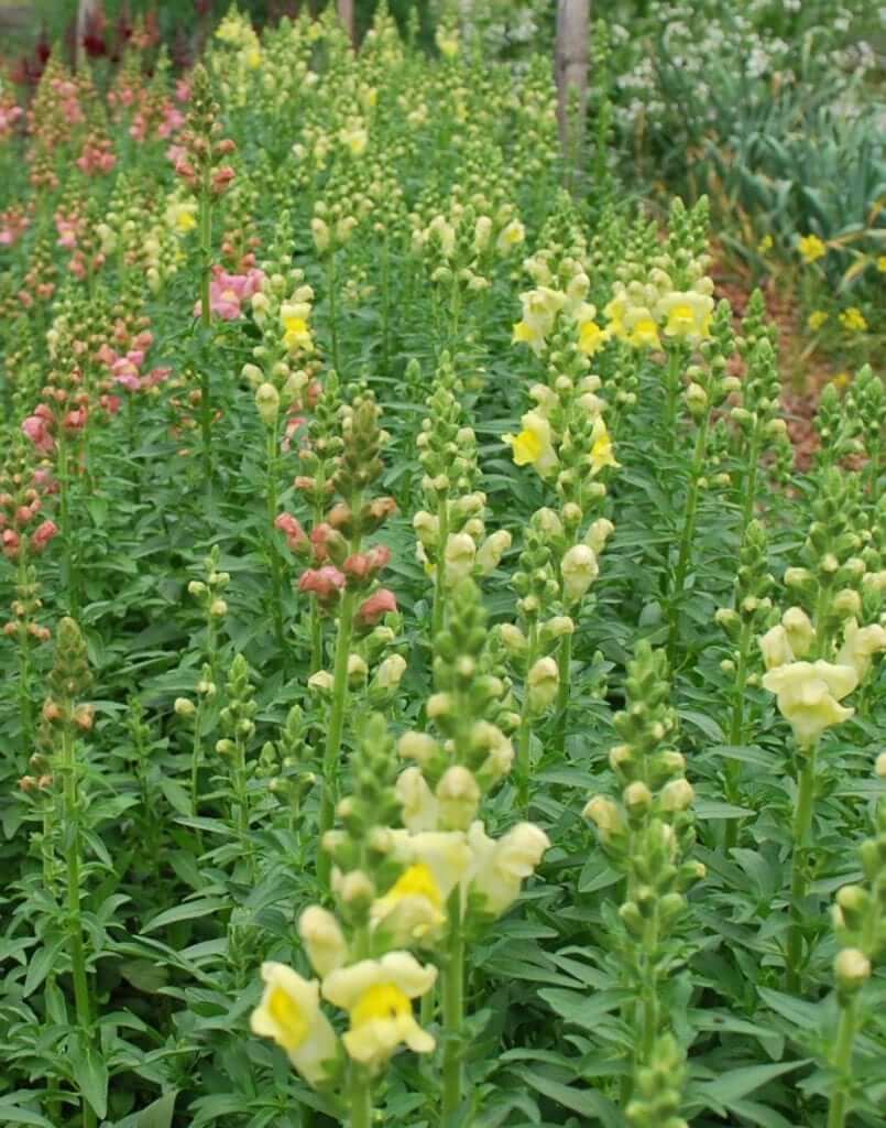 Snap-1-e1447951870624