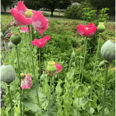 Poppy Seeds – The Gardener's Workshop