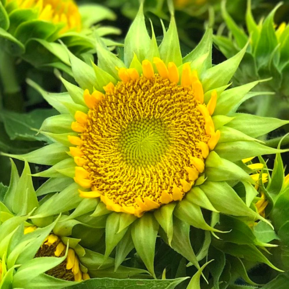 Sunflower, SunFill™ Green