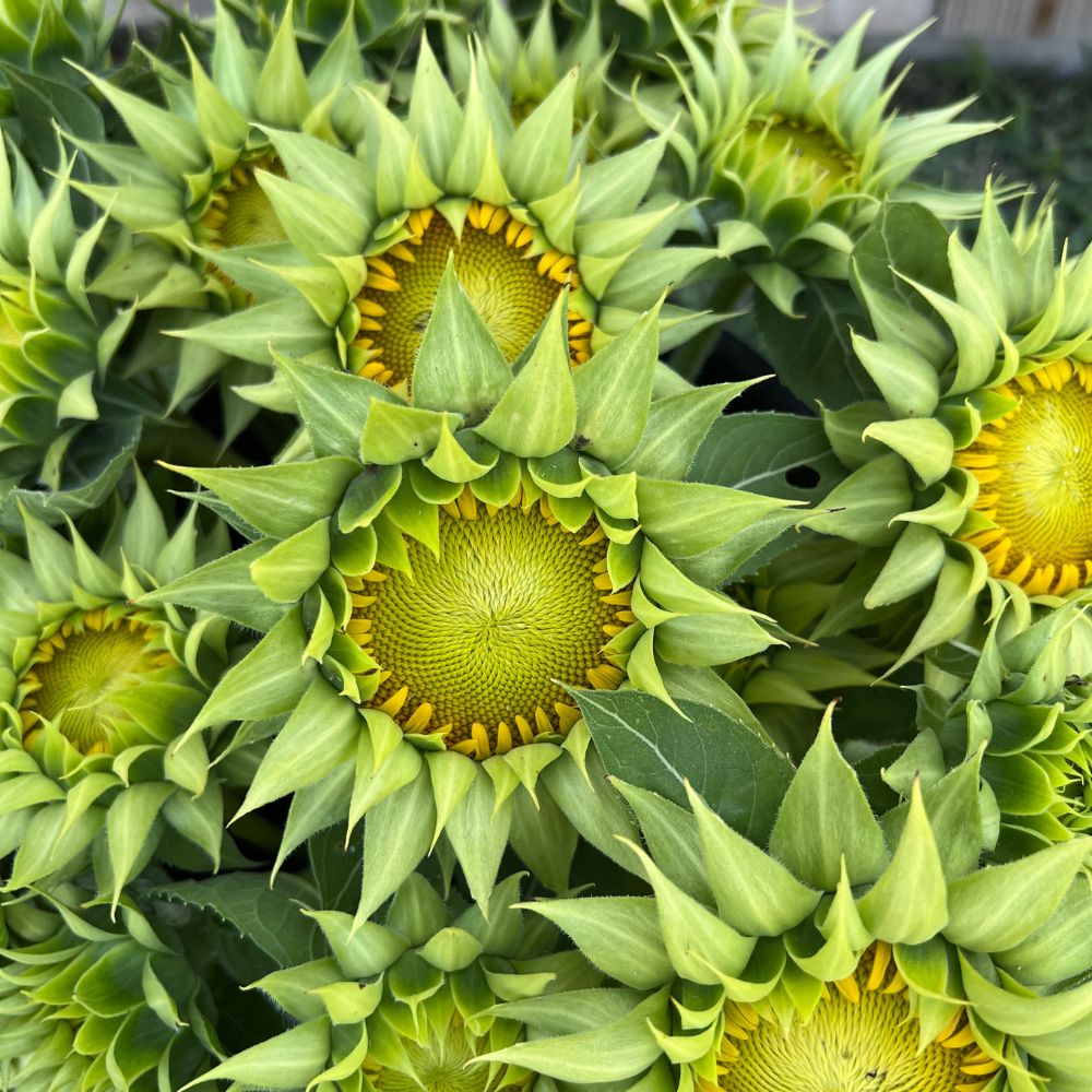 Sunflower, SunFill™ Green