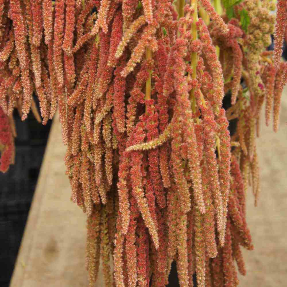 Amaranth, Coral Fountain