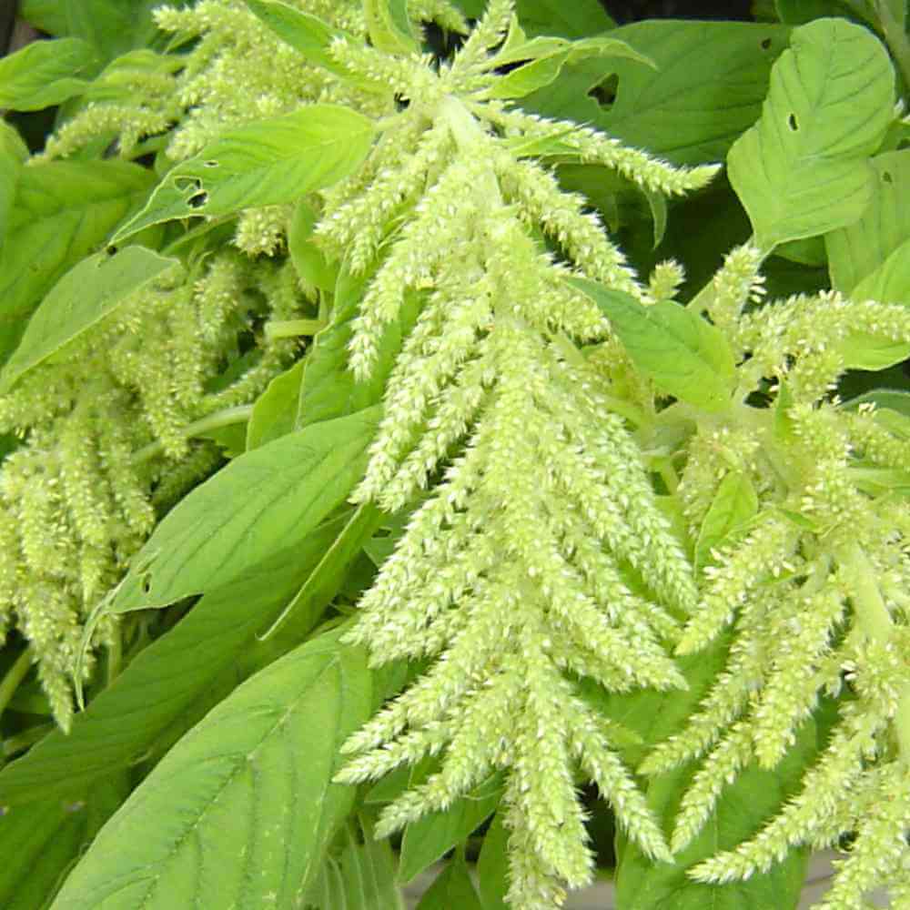 Amaranth, Green Tails