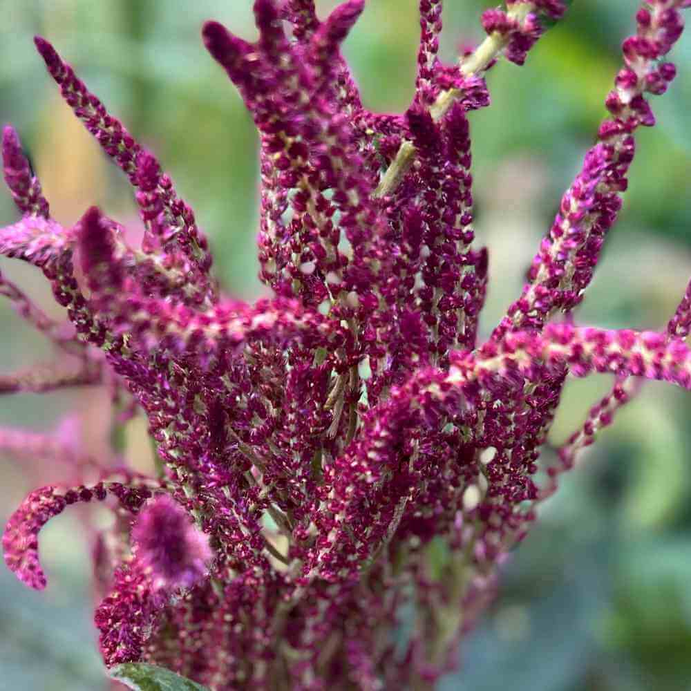 Amaranth, Oeschberg