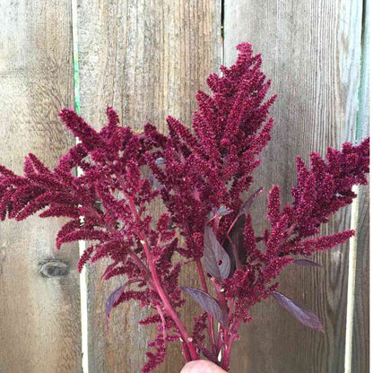 Amaranth, Velvet Curtains