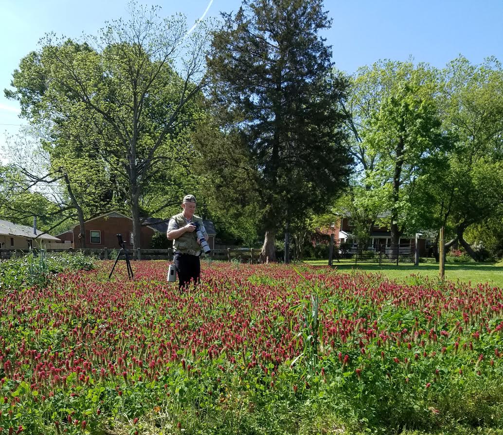 garden cover crop seed Cover Crop Seed, Crimson Clover* 1 lb
