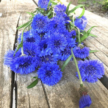 Bachelor Buttons Blue Boy