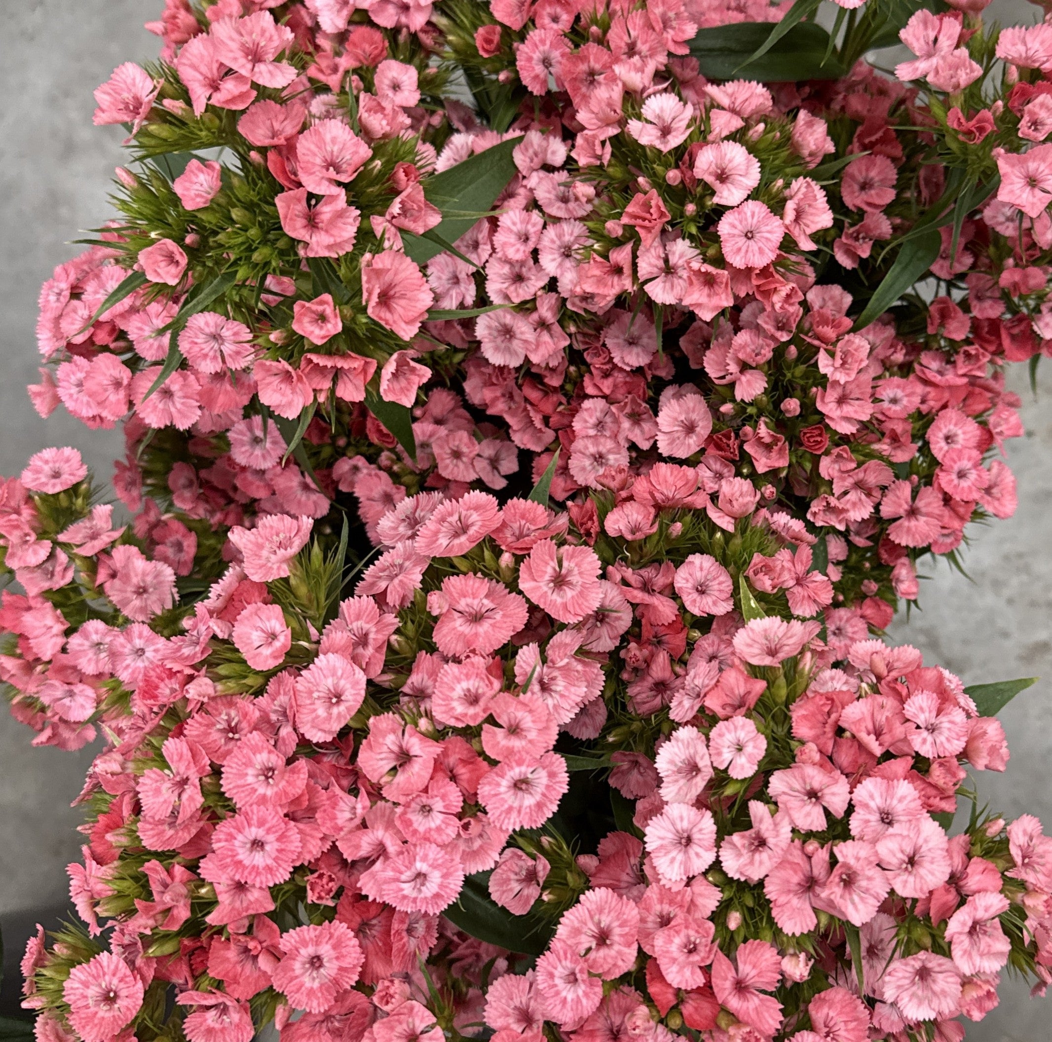 Sweet William, Barcelona Pink