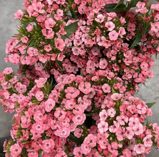 Sweet William, Barcelona Pink