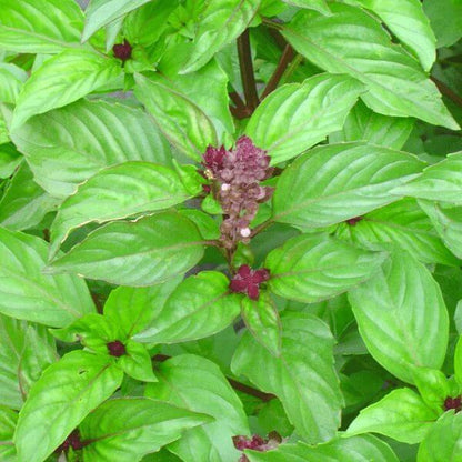 cinnamon basil plant Basil, Cinnamon – The Gardener's Workshop