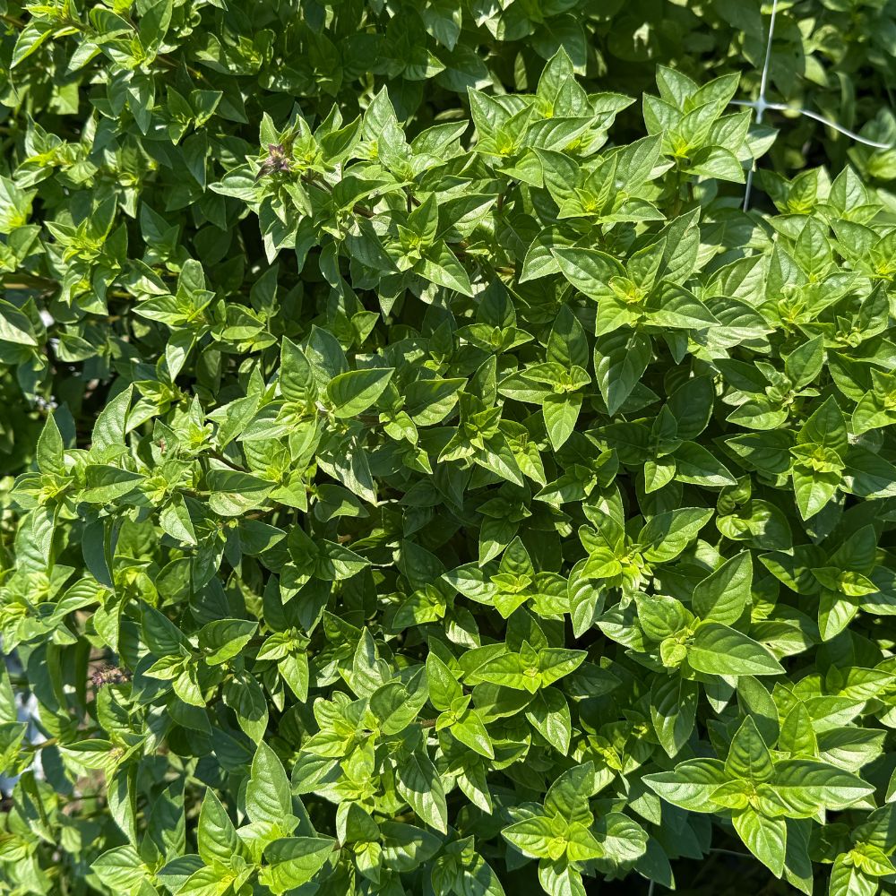 Basil, Everleaf Lemon