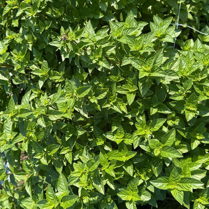 Basil, Everleaf Lemon