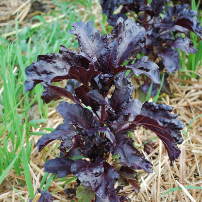 Basil, Purple Ruffles