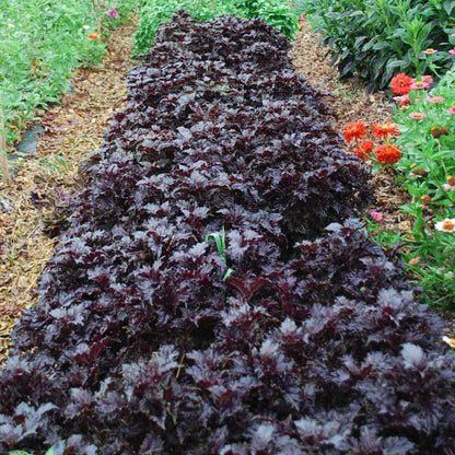 Basil, Purple Ruffles