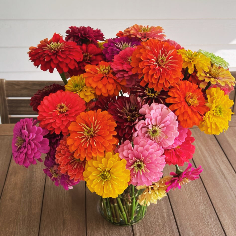 Zinnia, Benary's Giant Mix