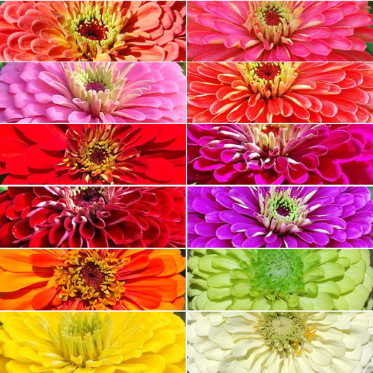 Zinnia, Benary's Giant Mix