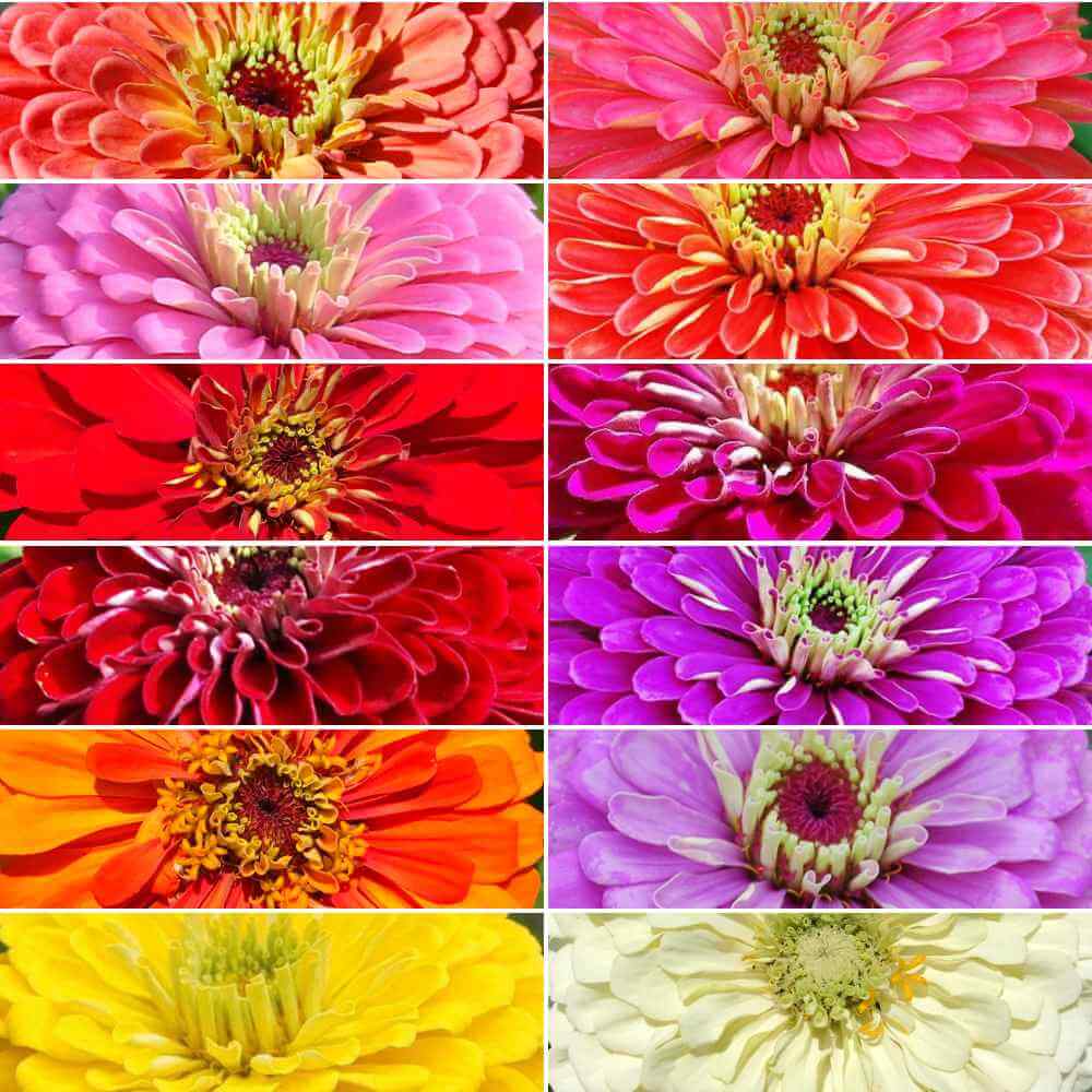 Spring Color Zinnia Benary’s Giant Zinnia Seed, Mixed Colors – The Gardener's Workshop