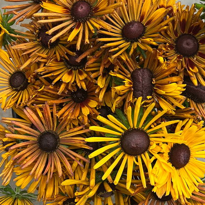 Black-eyed-susan, Chim Chiminee