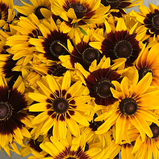 Black-eyed-susan, Denver Daisy