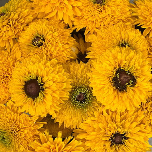 Black-eyed-susan, Maya