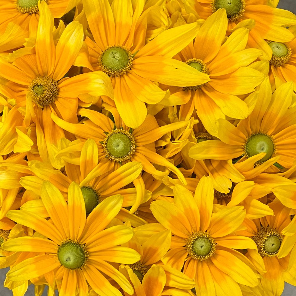 Black-eyed-susan, Prairie Sun .jpg