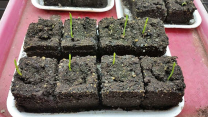 Sweet peas in the 2" block, the soil mix is what make the blocks durable for handling to plant.