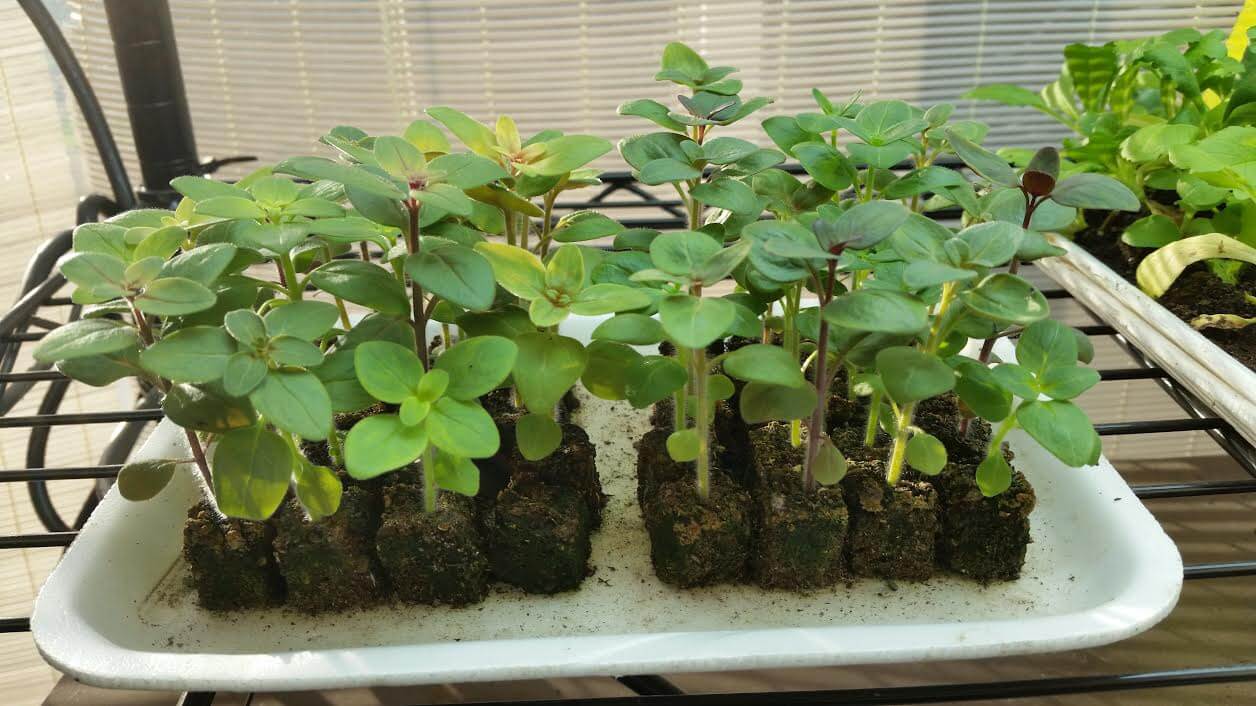 A 5" x 7" tray holding 40 snapdragon seedlings ready to go to the garden.