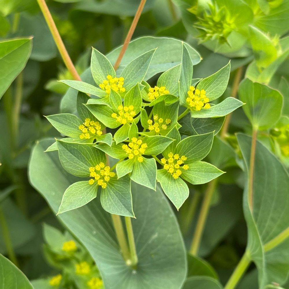 Bupleurum, Green Gold