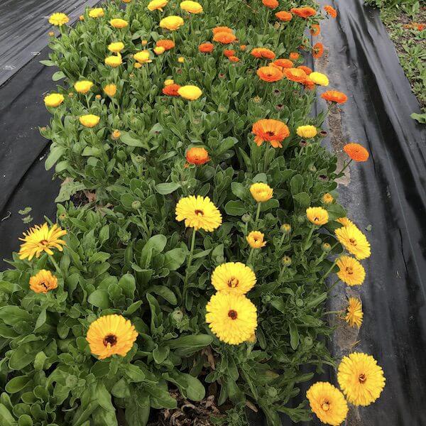 calendula potted plant Pot Marigold, Pacific Beauties Mix