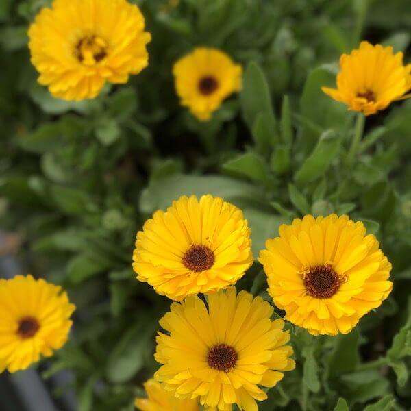 marigold potting mix Pot Marigold, Pacific Beauties Mix