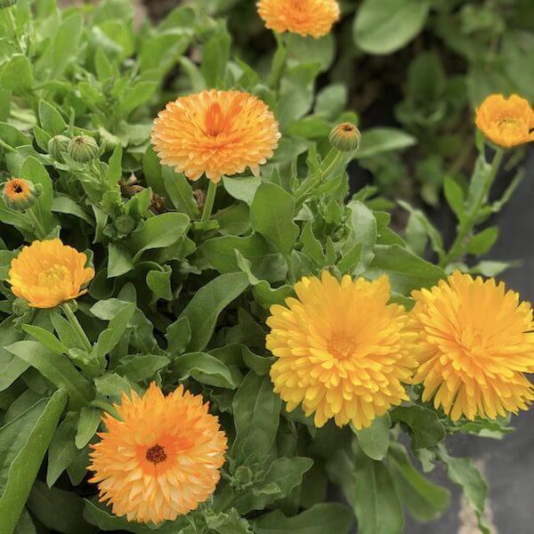 pot marigold plants for sale Pot Marigold, Pacific Beauties Mix