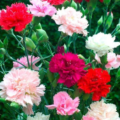 carnation flower seeds online Carnation, Chabaud Mix – The Gardener's Workshop
