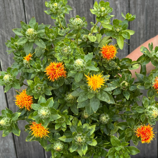 Carthamus, Zanzibar safflower