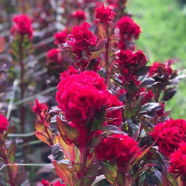 Celosia, Cockscomb, Higyoku Red Stem 2 600px 72dpi